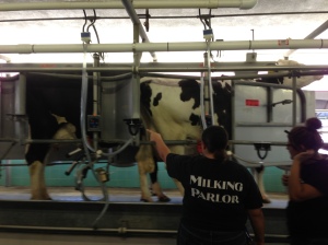 Cows in the Parlor